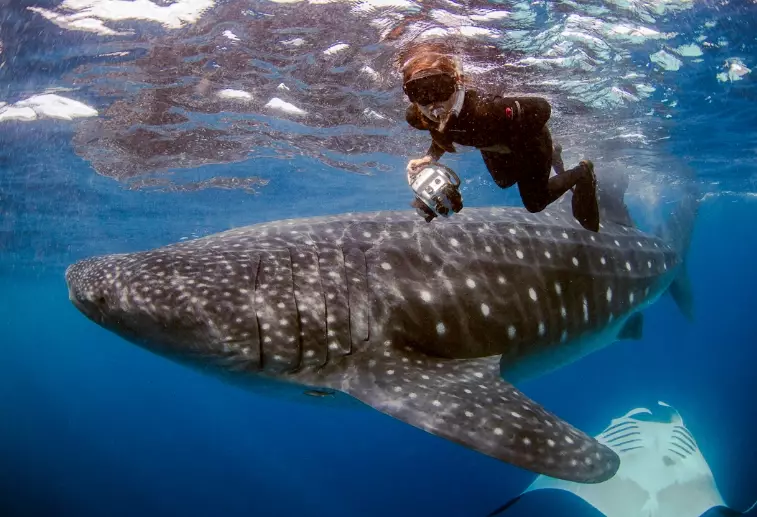 Isla Mujeres whale sharks Isla Mujeres whale sharks