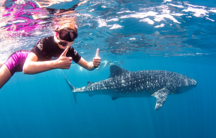 best time to see whale sharks Florida