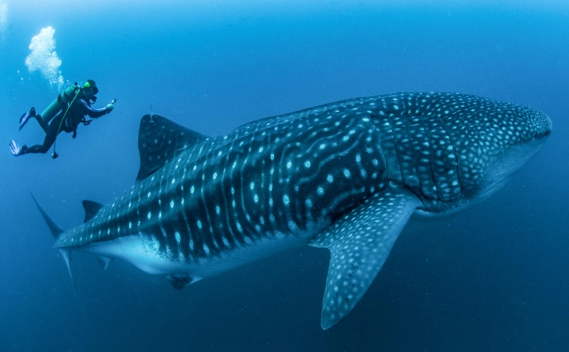 best time to see whale sharks