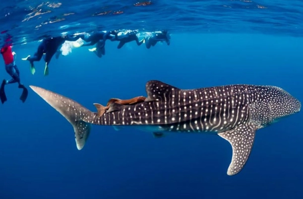 whale shark snorkeling