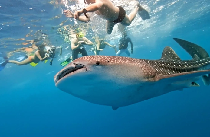 best time to see whale sharks