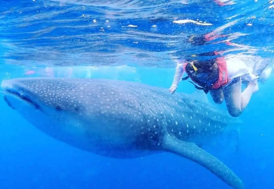 swim with whale sharks Mexico swim with whale sharks Mexico