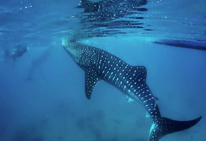 whale shark snorkeling