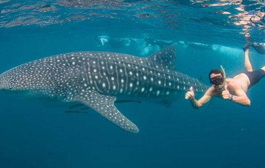 Florida whale shark tours