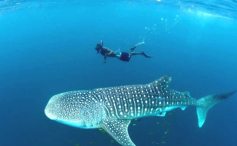 ethical whale shark tours