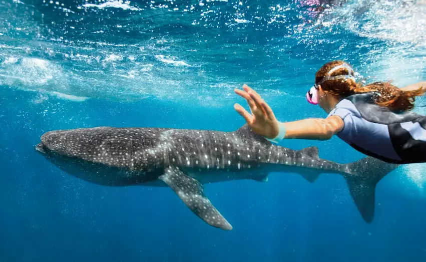 california whale shark season