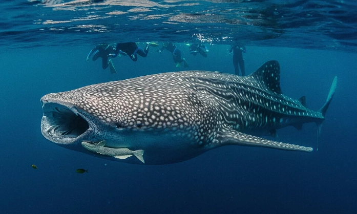 swim with whale sharks season