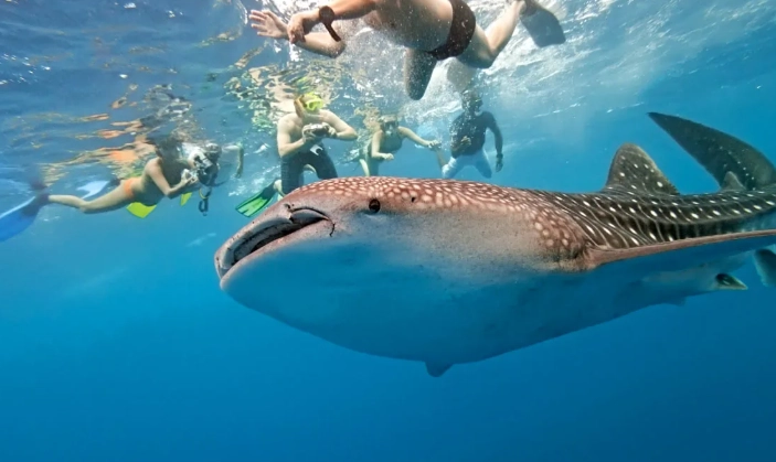 best time to see whale sharks best time to see whale sharks