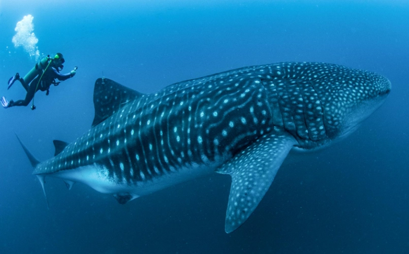 Florida whale shark tours