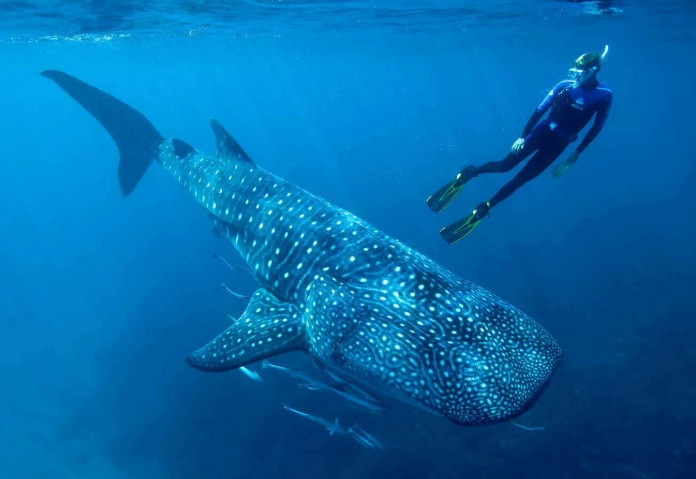 swim with whale sharks Mexico swim with whale sharks Mexico