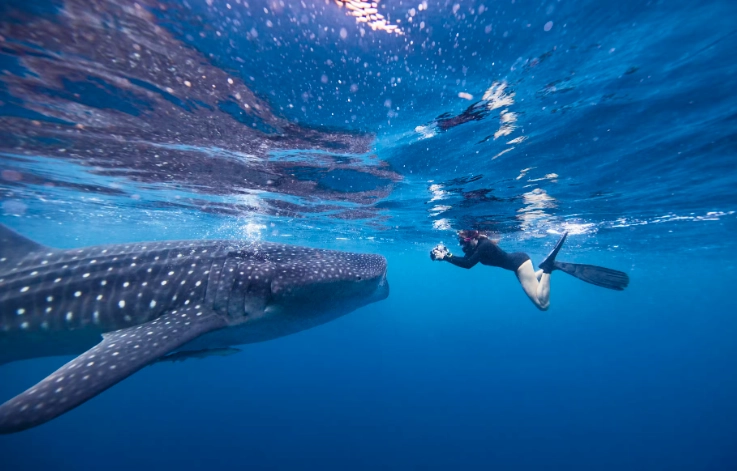 swim with whale sharks Florida