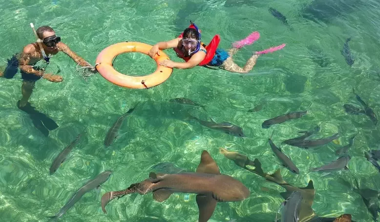 snorkeling dangerous sharks