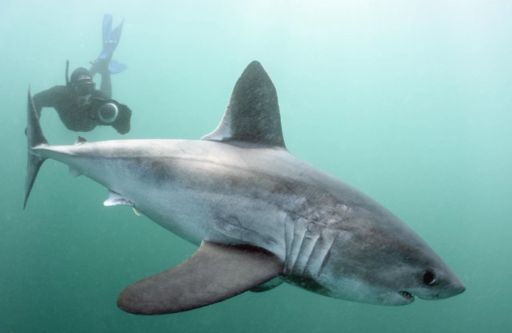 is snorkeling with sharks dangerous