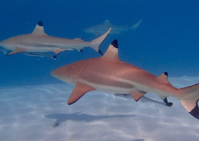 snorkeling dangerous sharks