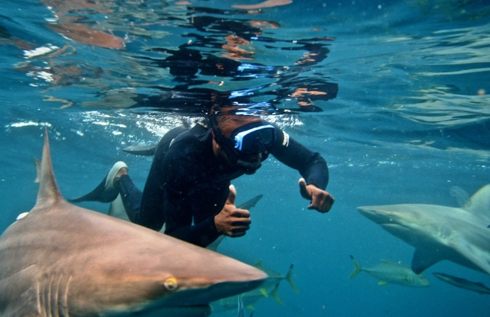is snorkeling with sharks dangerous