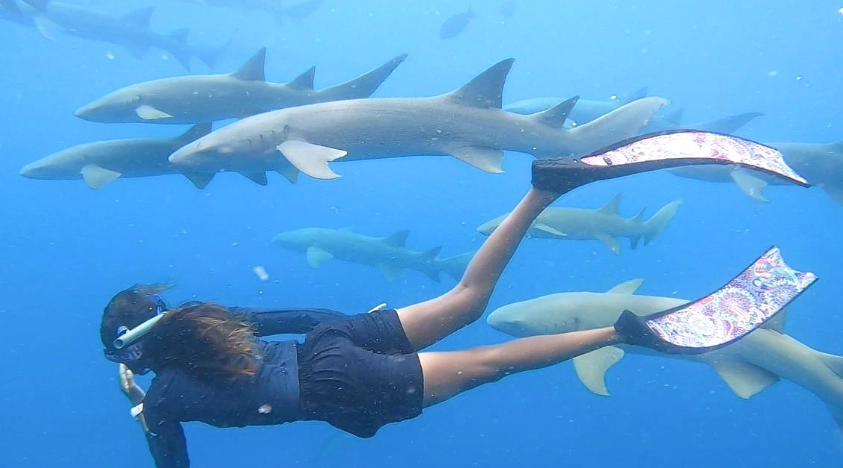 snorkeling dangerous sharks