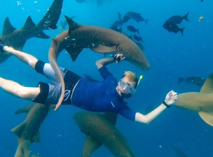 best places to see sharks Maldives