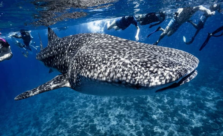 snorkeling with sharks Maldives