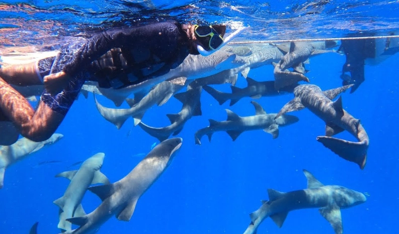 Maldives shark snorkeling