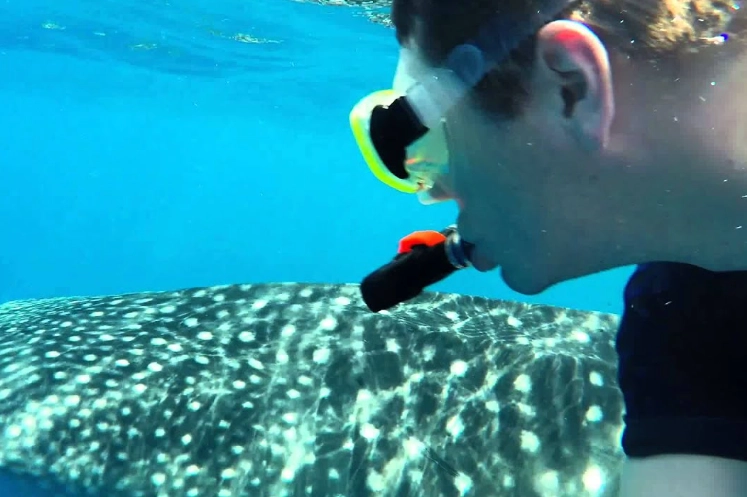 best places to see sharks Maldives