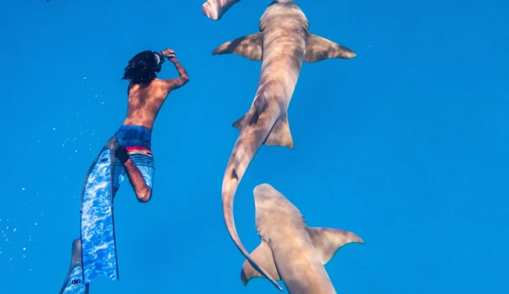 best places to see sharks Maldives