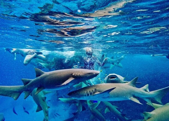 snorkeling with sharks Maldives