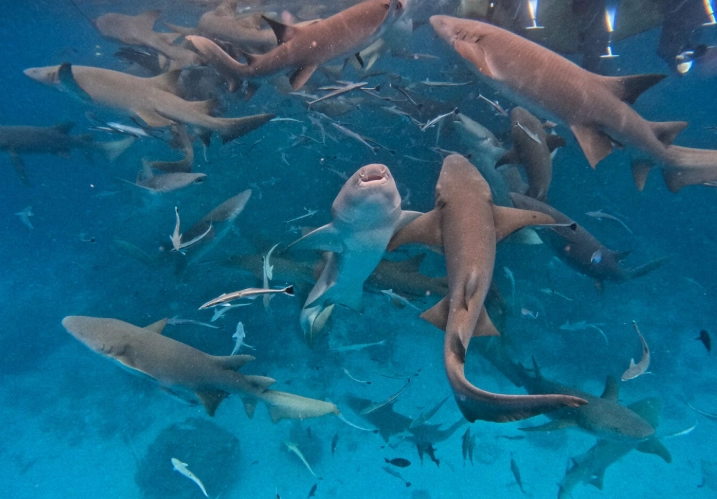 snorkeling with sharks Maldives