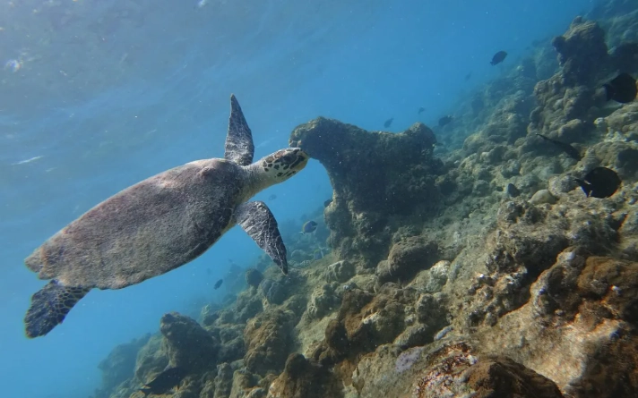 cheapest way to snorkel Maldives