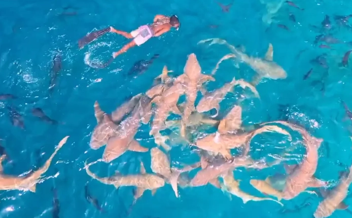 Maldives shark snorkeling