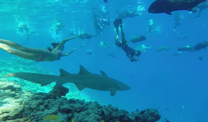 Maldives shark snorkeling