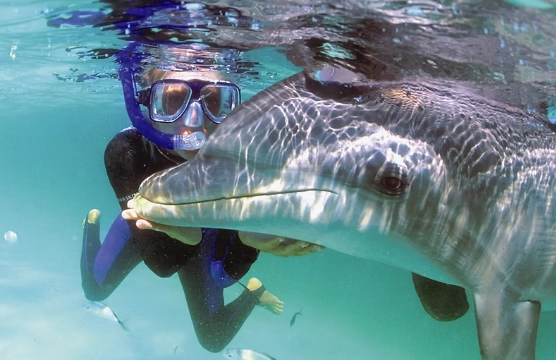best snorkel gear for dolphins