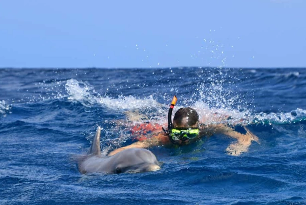 snorkeling with dolphins gear