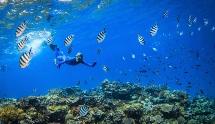 Great Barrier Reef snorkeling tours