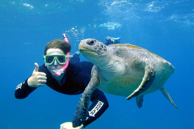 snorkeling with turtles for beginners