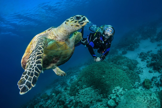 best places to snorkel with turtles