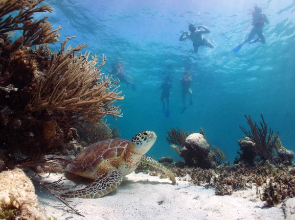 best snorkeling spots Mexico best snorkeling spots Mexico