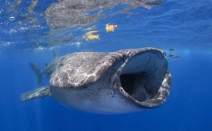 best places to snorkel with whale sharks