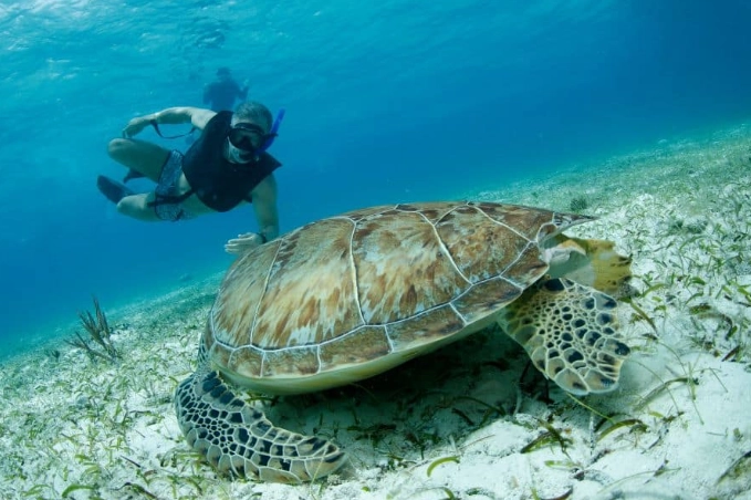 green sea turtle snorkeling