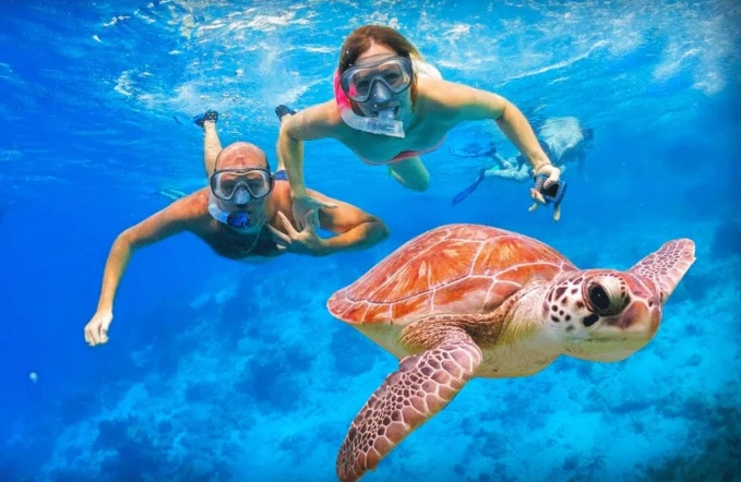 green sea turtle snorkeling