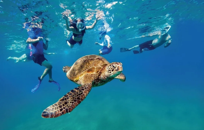 best places to snorkel with turtles