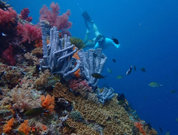 Indonesia snorkeling spots Indonesia snorkeling spots