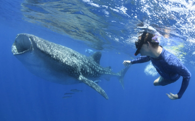 responsible whale shark tourism