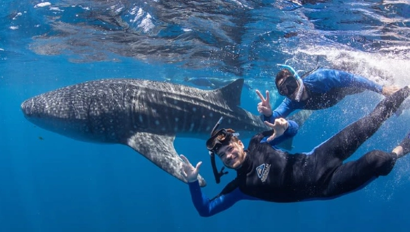 whale shark snorkeling tours