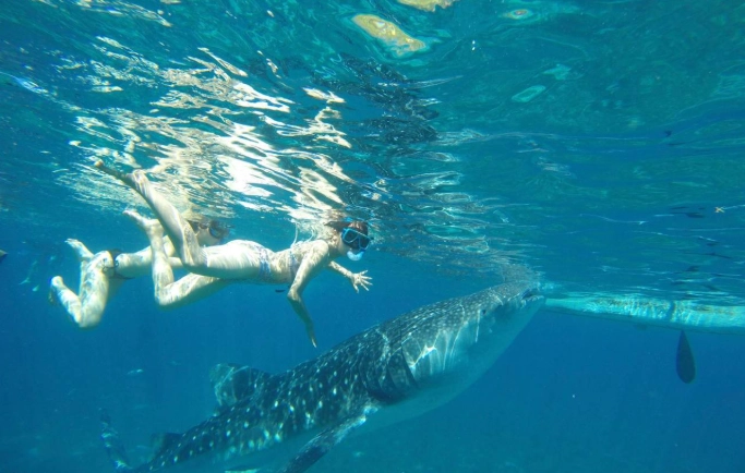 best places to snorkel with whale sharks
