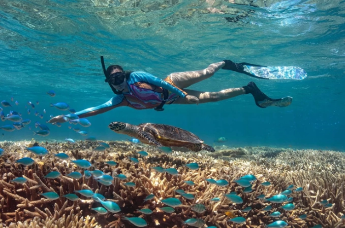 snorkeling for beginners Great Barrier Reef