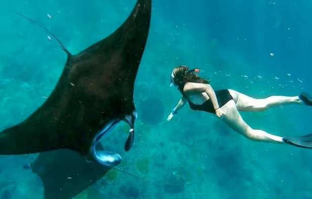 swim with manta rays