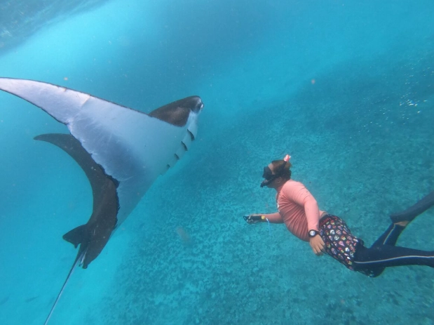 best places to snorkel with manta rays
