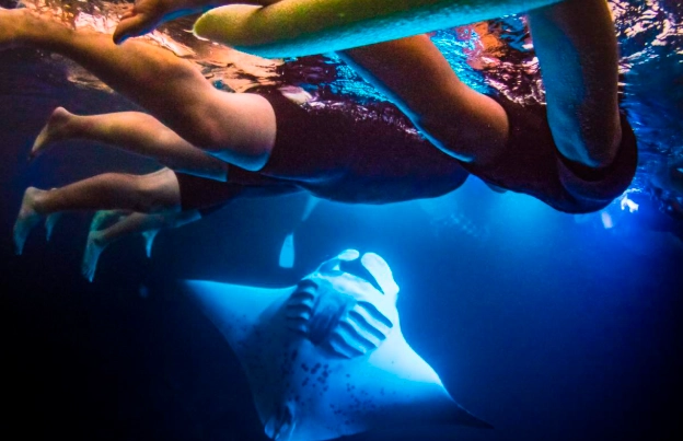 manta ray snorkeling