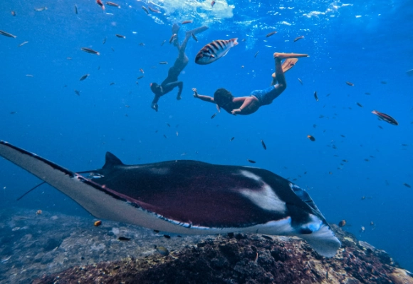 best places to snorkel with manta rays
