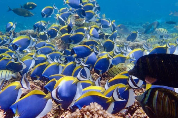 snorkeling guide for beginners